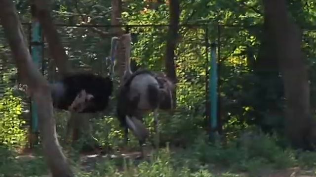 Экскурсия в Новомосковский зоопарк смотреть онлайн