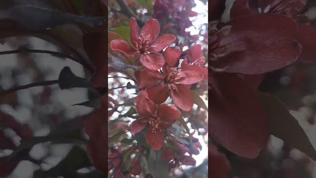 ЦВЕТЕНИЕ КРАСНОЙ ЯБЛОНИ. THE FLOWERING OF THE RED APPLE TREE.