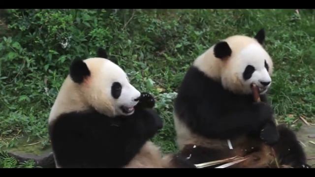 Funny Panda Приколы панды Прикольные панды кушают бамбук