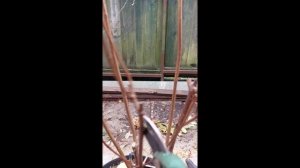 ОБРЕЗКА молодой метельчатой гортензии-сорт Самма Сноу  2023