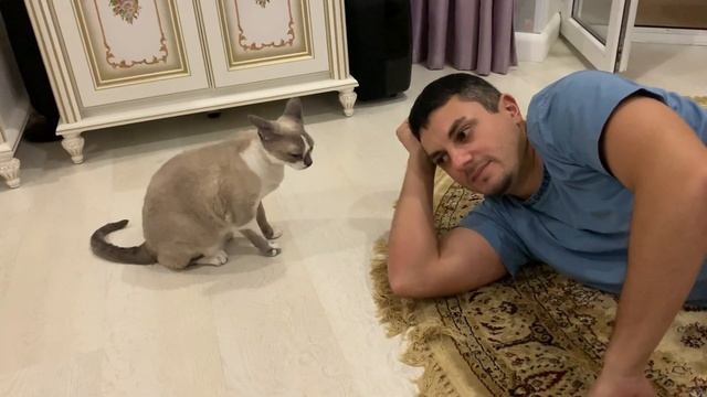 Прикол! Кот неожиданно нападает!!!Интересное видео смотреть онлайн