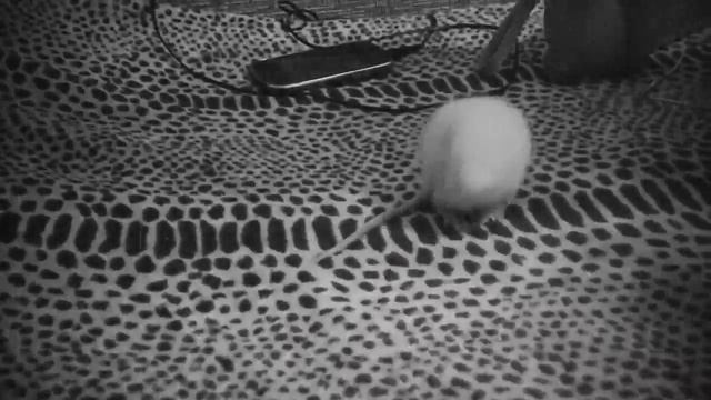 ?Крыса альбинос ? и крыса дамбо ? играют? смотреть онлайн