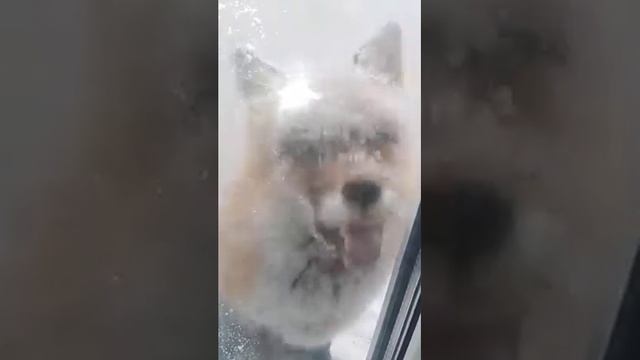 Сахалинский лис моня на балконе.. смотреть онлайн