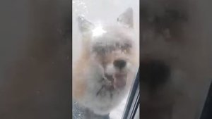 Сахалинский лис моня на балконе..