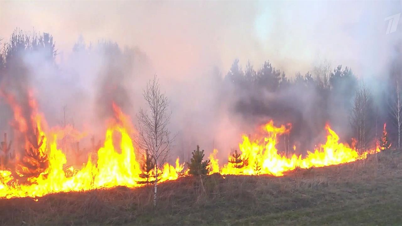 В России площадь природных пожаров удалось сократить втрое с начала этой недели