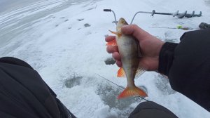 ЛАДОГА.КРЕНИЦЫ.Ловля окуня на блесну. ПОСЛЕДНЯЯ РЫБАЛКА В 2022Г.