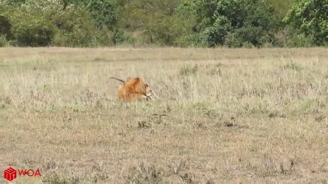 Гепард догоняет антилопу на ужин || Импала может не работать смотреть онлайн
