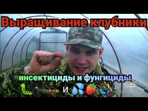 Первая обработка клубники. Жуки и Болезни