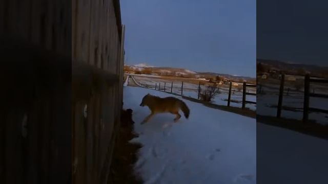 Кот отбился от волка/ Бои животных смотреть онлайн