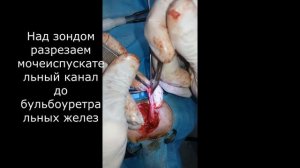 Уретростомия у кота.