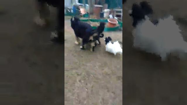 Хотошо2