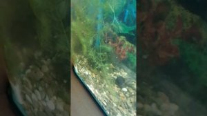 нерест Сапфировых попугайчиков