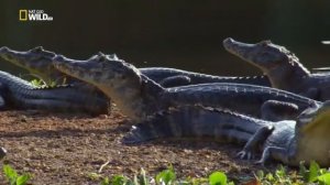 Nat Geo Wild - Амазонские джунгли / Amazon Rainforest HD
