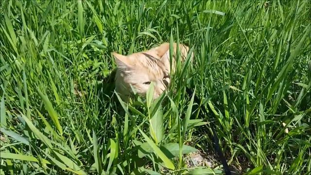 #ВЛОГ! Тащу кота на прогулку! 24.05 смотреть онлайн