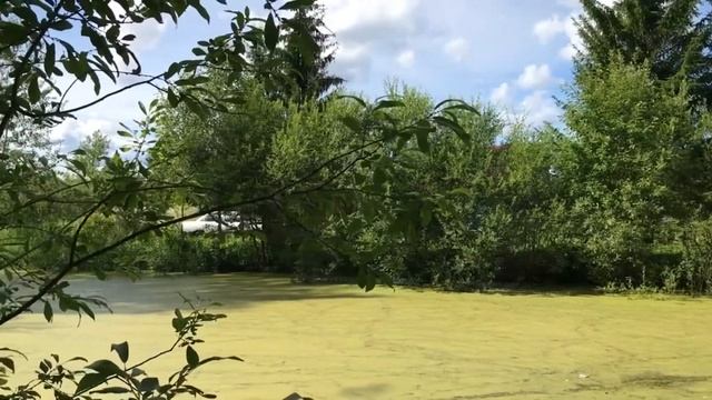 КОРМИМ ДИКИХ УТОК У ДЕДУШКИ НА ДАЧЕ. С БРАТОМ! смотреть онлайн