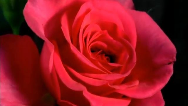 Красная роза!!!! смотреть онлайн