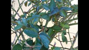 Тля - все способы борьбы!!! 25 способов!!!