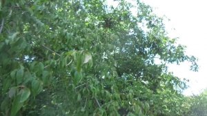 Пропадает орех грецкий. Что делать?