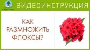 Флоксы - размножение и посадка. Телепередача Земля Уральская. Архив 2011 год