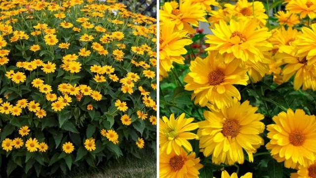 ПОСАДИТЕ эти ДЕШЕВЫЕ растения в саду, они украсят цветники и клумбы не хуже дорогих цветов! смотреть онлайн