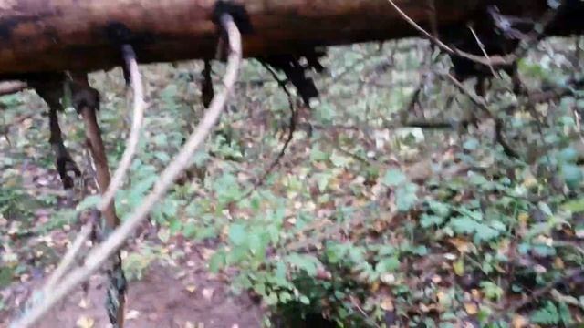 На барсучьих норах! Жизнь барсука в дикой природе!