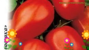Томат Победитель. Краткий обзор, описание характеристик, где купить семена solánum lycopérsicum
