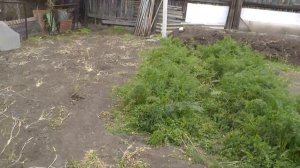 Выросла морковь обработанная керосином .