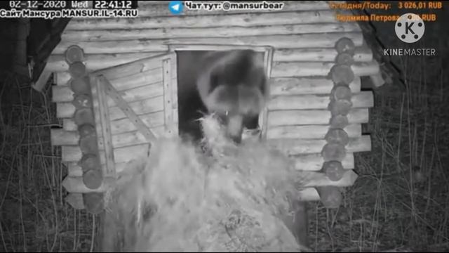 Медведь заагрился, потому что не пролез в дверь смотреть онлайн