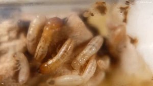Kalotermes flavicollis термиты