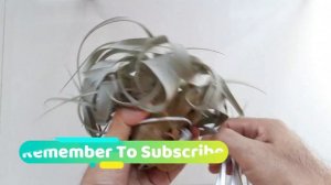 HDB BTO 2 Room How To Coil A King Of Air Plant DIY Process