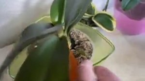 Циклы развития орхидеи фаленопсис - сухой период