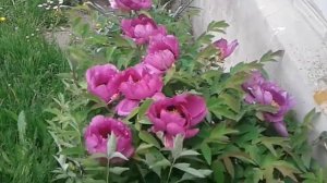 Сиреневый древовидный пион