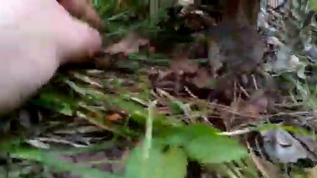 Кучно растут смотреть онлайн