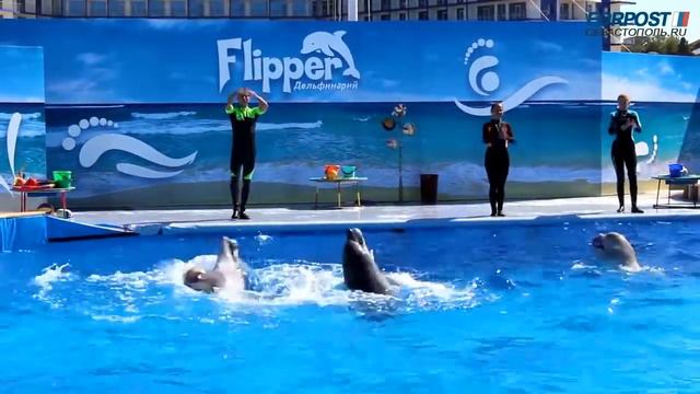 Дельфинарий в Севастополе смотреть онлайн