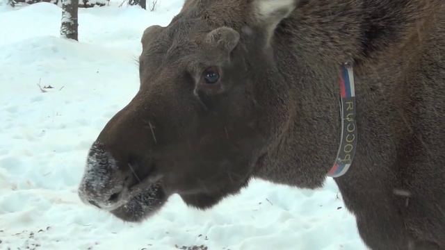 Лосеферма в Якше