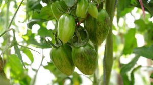 САМЫЕ ВКУСНЫЕ И СЛАДКИЕ ТОМАТЫ !!! (ЛУЧШИЕ СОРТА ЧЕРРИ И КОКТЕЙЛЬНЫХ ТОМАТОВ, КОТОРЫЕ Я САЖАЛ!)