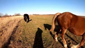 ШИКАРНИЙ ПЕРШЕРОН ГЕРМЕС/ ELEGANT PERCHERON HERMES/КОНІ В УКРАЇНІ!!КОНІ ВАГОВОЗИ