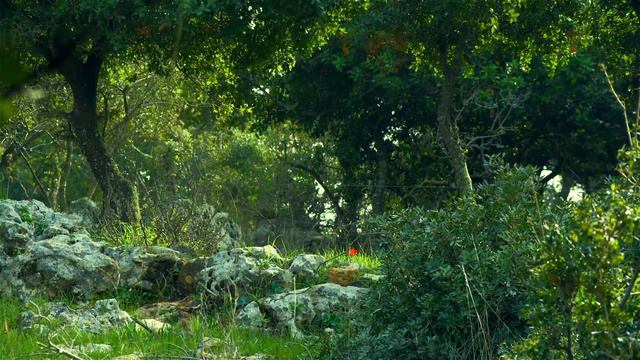 Forest Dream - Joseph Jacobs смотреть онлайн