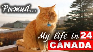 My life in Canada # 24. Рыжий...