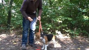 Дрессировка   собак.  Как отучить  собаку  брать  еду  с  земли.