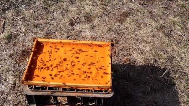 Пчеловодство. Подкормка пчёл красным перцем. Весеннее утепление пчелиных гнёзд. смотреть онлайн