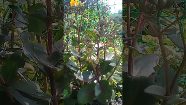 Очиток сорт Матрона смотреть онлайн