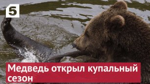 Медведь принял ванну и попал на видео