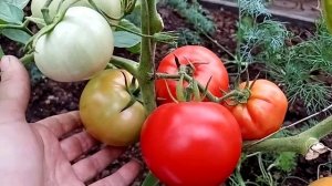 Гибрид томата СУПЕР РЕД F1