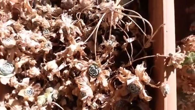 Bangkoklu/Orastachysivarenge kış bakımı !!! смотреть онлайн