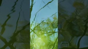 Звуки дождя для успокоения