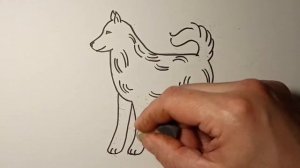 Как нарисовать хаски