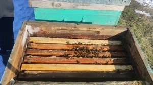 КОРМЛЮ ПЧЕЛ САХАРОМ !!!