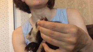 Как стричь когти хорькам / Furittus