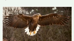 Хищные птицы Самарской области.